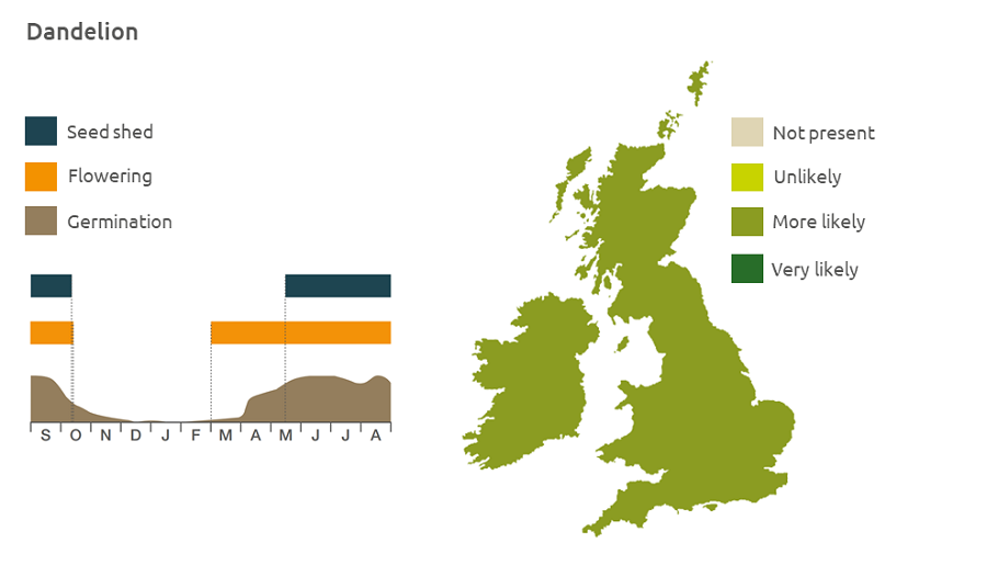 Dandelion life cycle and UK distribution